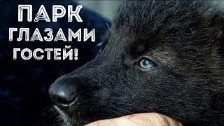 Что засняли гости нашего парка? #волк #wolf #puppies
