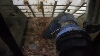Где я беру аулофорус.