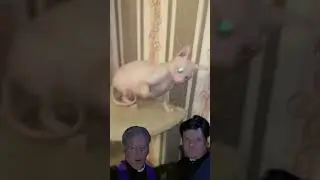 Священники расследуют: что скрывается в душе моего кота?
