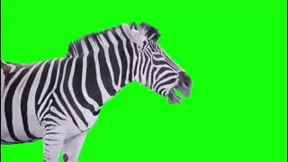 Green Screen - Zebra