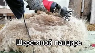 Стрижка овец машинкой / дело движется