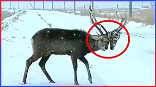 Animals That Asked People for Help & Kindness | Faith in Humanity Restored