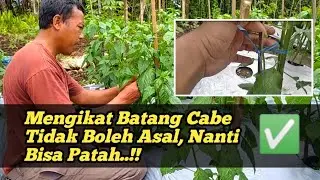 Cara Mengikat Batang Cabe Ke Ancer Yang Benar ? | Awas !! Tanaman Cabe Bisa Rusak..!!