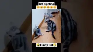 Funny Cat Fight | Cat Fight | Cat Fighting