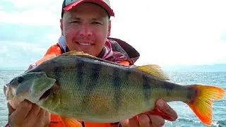 Perch fishing by spinning. Day #4, trophy!