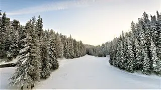 Что скрывает таинственный лес Ханты-Мансийска?