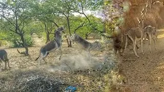 Donkey mating | donkey fight meeting 