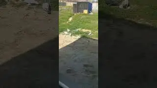 Голуби пасутся как коровы