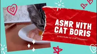 ASMR EATING EGG CAT