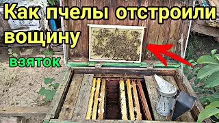 КАК ПЧЕЛЫ ОТСТРАИВАЮТ ВОЩИНУ НА ВЗЯТКЕ !!!