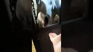 Конь Надёжный виртуозно взял морковку)) #животные #animals #лошади #horse