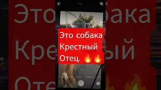 это собака нереально крутая