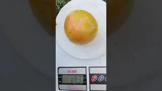 Слива То Че Сан в моєму домашньому саду