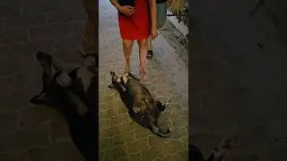 собака мега ржака, острожнее с рисом дружок) #прикол #песбатон #тайланд #kohtao #sabai