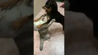 побеситься перед сном нужно обязательно