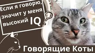 Говорящие Коты и Кошки. О чем говорят Коты. Смешные Кошки и Коты. Приколы с Котами и Кошками.