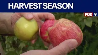 Honeycrisp harvest just days away in Minnesota