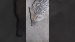ХОВЛИМИЗДА ТИПРАТИКОН. КИМГАДИР КИЗИК.