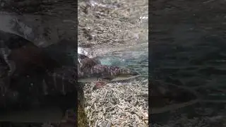 загнал акулу в тупик на острове Ко Тао в Тайланде🦈  #челюсти #море #тайланд #снорклинг #акула #shark