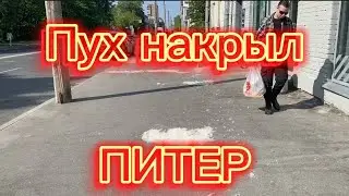 Напал на Питер пух аллергия у людей 