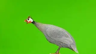 Hen Animation Green Matte | Chicken Green Screen | Chroma Key | Sky Fx ♏