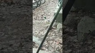 Утки ищут гнездование. 