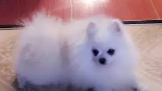 Щенки шпица под ёлочкой.