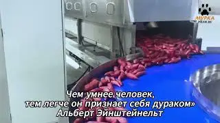 Машина для мытья овощей и фруктов с распылительным устройством высокого давления WA-3000  pilam.ru