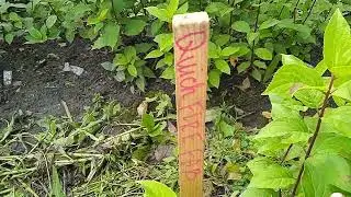 ПРЕДЛАГАЮ СУПЕРНОВИНКИ МЕТЕЛЬЧАТЫХ ГОРТЕНЗИЙ ИЗ ОТКРЫТОГО ГРУНТА!!