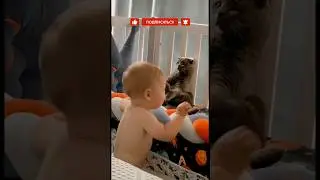 Вся жизнь перед глазами 🤣Или как кот притворился игрушкой 🐱🐈