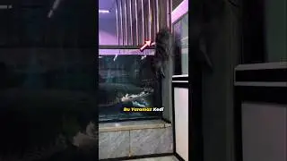 Kedi Refleksi Diye Bir Şey Var.. 🐈