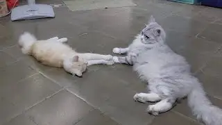Kitty PDKT dengan Eyang Gerry