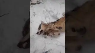 Волк из тех кто ел собаку.