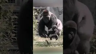 Gorilla, ayah yang baik #shorts