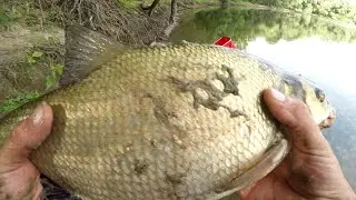 Макушатник, который ловит ВСЕГДА!!!  Рыбалка на Днестре 2024.