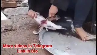 Woman slaughtering goat