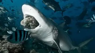 [LIVE] SharkBite2 COORE DO TUBASKKKKKKKKKK