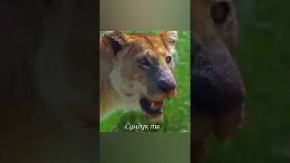 Буйвол бросился на львов спасая буйволёнка и погибает.