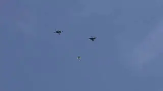 Бурый чиль поднялся с игрой и помахал на прощанье