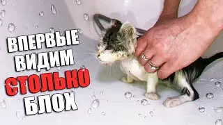 We have never seen so many fleas! Rescue a kitten. The kitten is looking for a home! SANI vlog