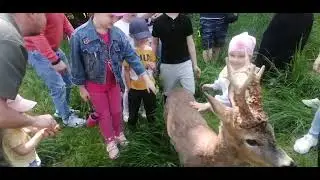 Косули. Экскурсия к копытным. Подмосковный Сафари-парк.