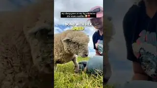 This sheep acts just like a dog ❤️