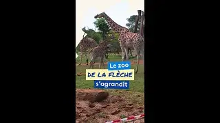Au zoo de la Flèche, les girafes s'épanouissent dans une nouvelle plaine africaine