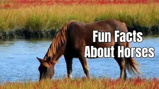 Facts About Horses That Will Surprise You