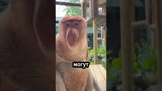 Большой нос - большая привлекательность: формула успеха обезьян 🐒👃❤️ 