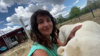Изграждане на Шахта за Сондажна Система, Хидрофор с ЖельоМир и Цеци Tsetsi Сондена Шахта във Фермата