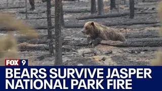 Bears, animals surviving Jasper wildfire: Images