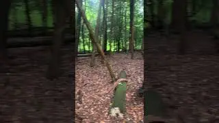 Spooky forest 😳🌳