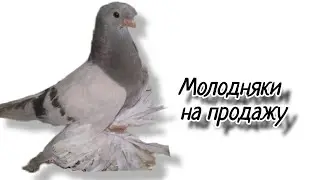 Продаются молодняки. По вопросам приобретения обращайтесь на номер 87012184683.