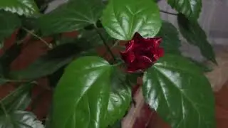 Отвечаю на комментарий .Мои бутоны не опали,роза красиво цветёт.